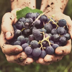 GASTROBACK Aroma Weinverschluss* Weindekanter & Weinverschluss